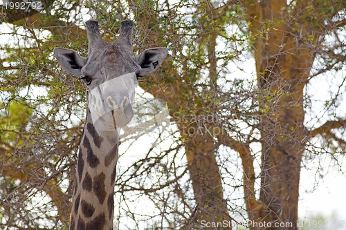 Image of Wild Giraffe