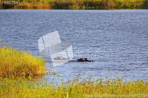 Image of Wild Hippopotamus