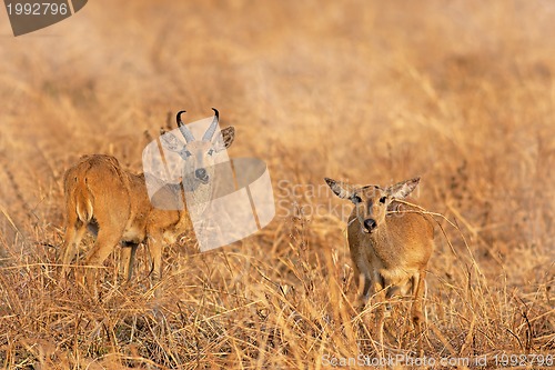 Image of Wild Impala