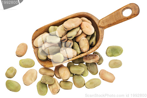 Image of fava (broad) beans