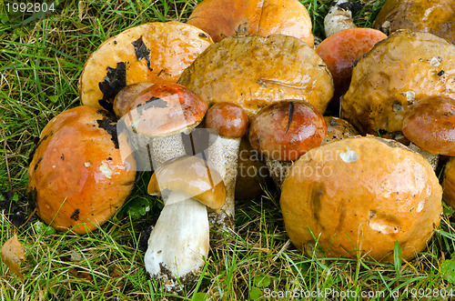 Image of closeup of wet mushrooms red cap scaber stalk 