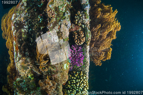 Image of Underwater shipwreck