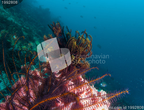 Image of Underwater coral, fish, and plants in Bali