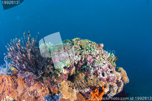 Image of Underwater coral, fish, and plants in Bali