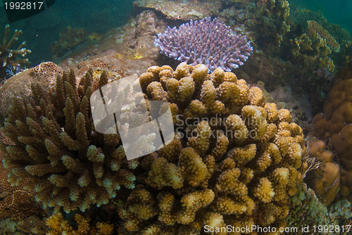 Image of Underwater coral, fish, and plants in Bali