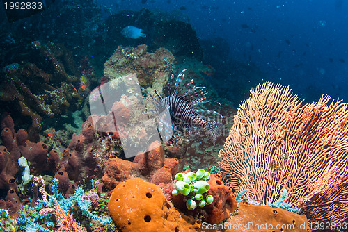 Image of Lionfish in Bali