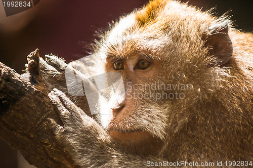 Image of Balinese monkey up close