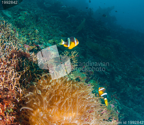 Image of Underwater coral, fish, and plants in Bali