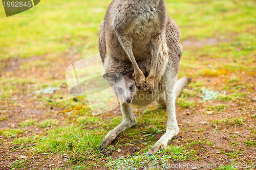 Image of Kangaroo with baby