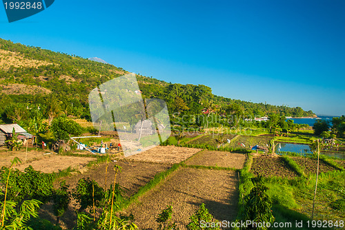 Image of Fields in the Bali countryside