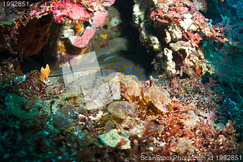 Image of Blue spotted stingray