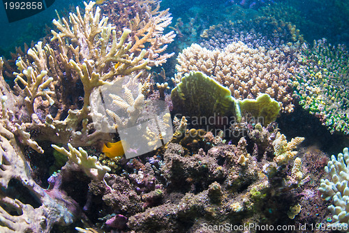 Image of Underwater coral, fish, and plants in Bali