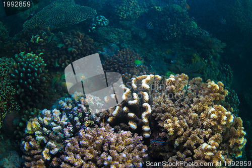 Image of Underwater coral, fish, and plants in Bali