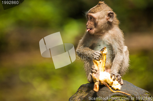 Image of Balinese monkey with banana