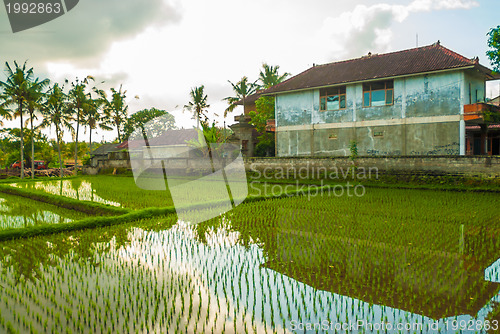 Image of Flooded rice field