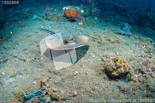 Image of Blue spotted stingray