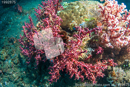 Image of Underwater coral, fish, and plants in Bali