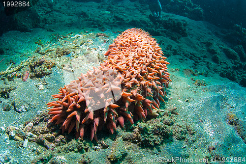 Image of Sea cucumber