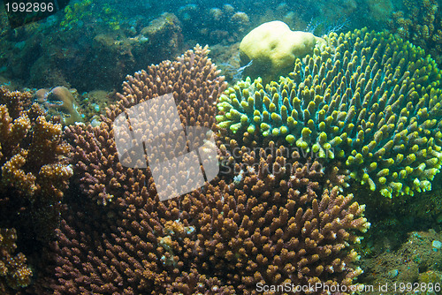 Image of Underwater coral, fish, and plants in Bali