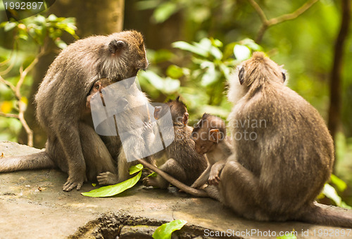 Image of Monkey family