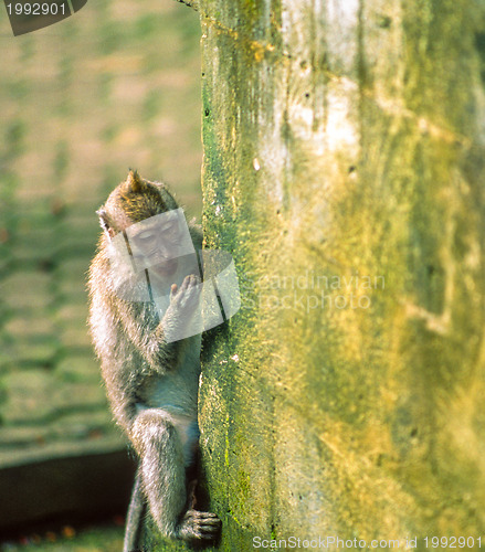 Image of Macaque monkey on wall