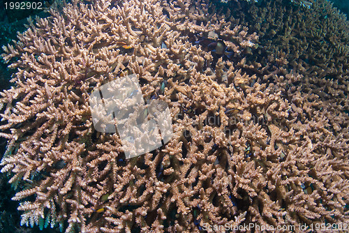 Image of Acropora coral