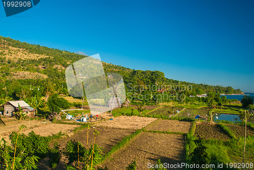 Image of Fields in the Bali countryside
