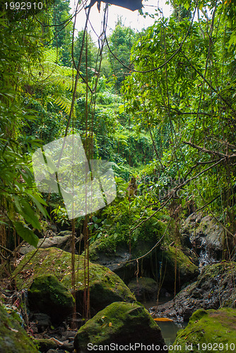 Image of Jungle in Bali