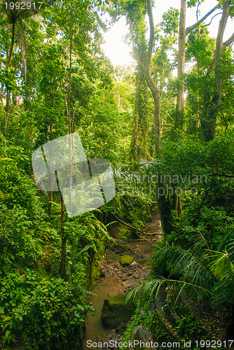 Image of Jungle in Bali