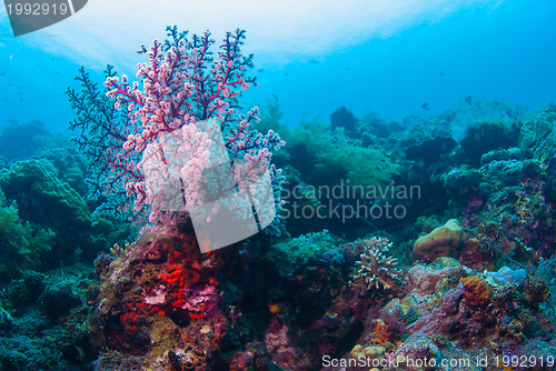 Image of Underwater coral, fish, and plants in Bali