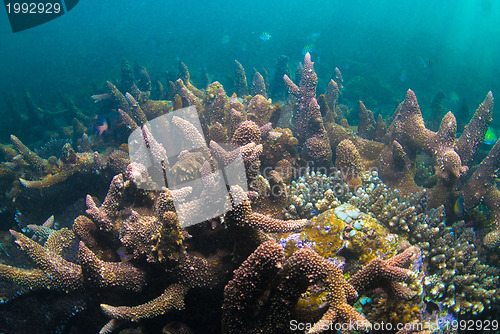 Image of Underwater coral, fish, and plants in Bali