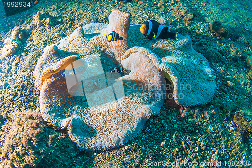 Image of Underwater coral, fish, and plants in Bali