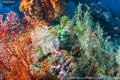 Image of Underwater coral, fish, and plants in Bali