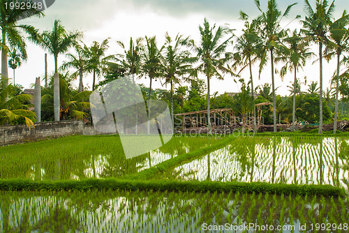 Image of Flooded rice field