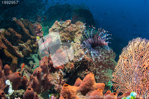 Image of Lionfish in Bali