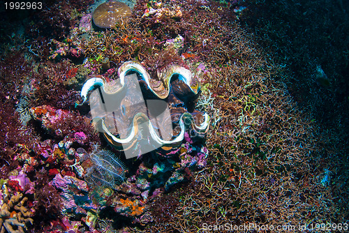 Image of Giant clam