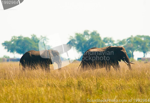 Image of Two elephants wilking in grass
