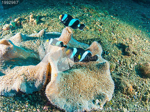 Image of Underwater coral, fish, and plants in Bali