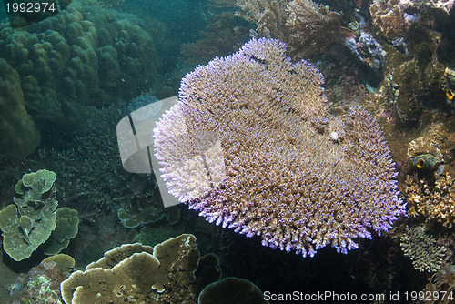 Image of Underwater coral, fish, and plants in Bali