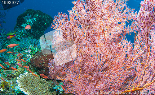 Image of Underwater coral, fish, and plants in Bali