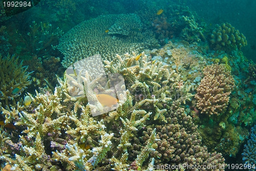 Image of Underwater coral, fish, and plants in Bali