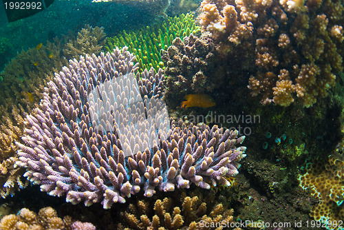 Image of Underwater coral, fish, and plants in Bali