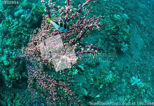 Image of Underwater coral, fish, and plants in Bali