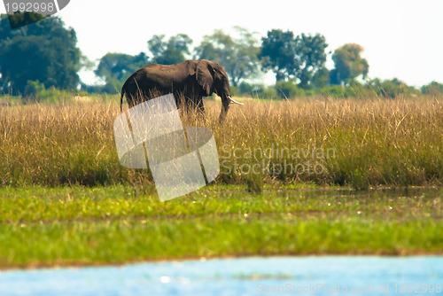 Image of One elephant