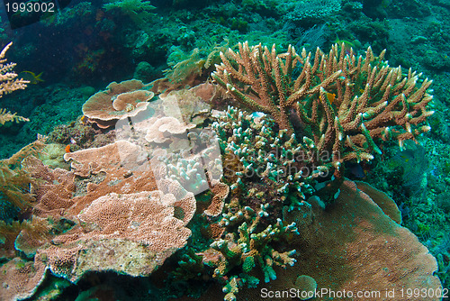 Image of Underwater coral, fish, and plants in Bali