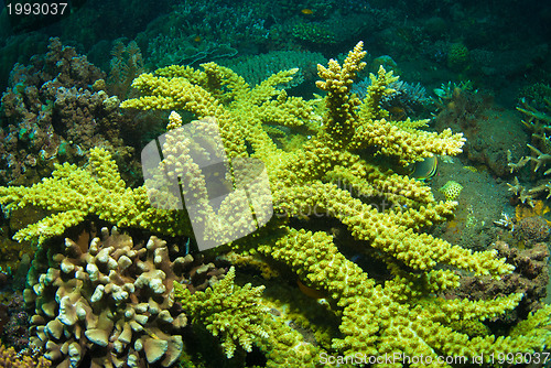 Image of Acropora yongei coral, Bali