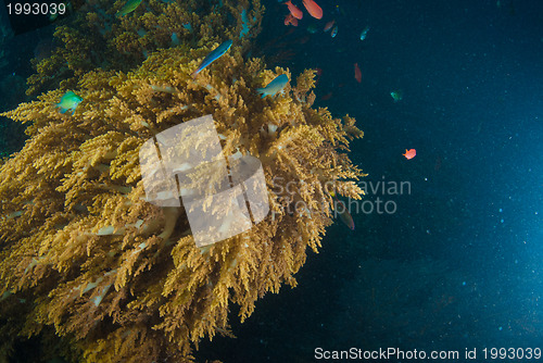 Image of Underwater coral, fish, and plants in Bali