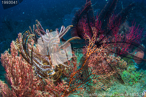 Image of Underwater coral, fish, and plants in Bali