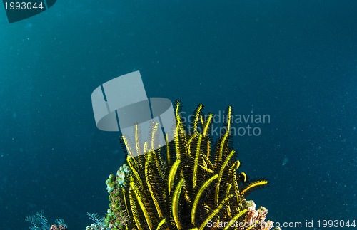 Image of Underwater coral, fish, and plants in Bali