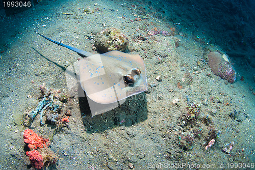 Image of Blue spotted stingray